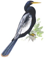 Anhinga