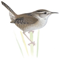 Marsh Wren