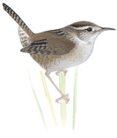 Marsh Wren