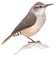 Rock Wren