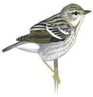 Blackpoll Warbler