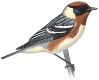 Bay-breasted Warbler