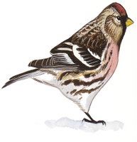 Common Redpoll