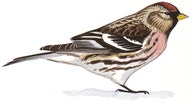 Common Redpoll