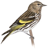 Pine Siskin