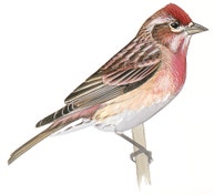 Cassin's Finch