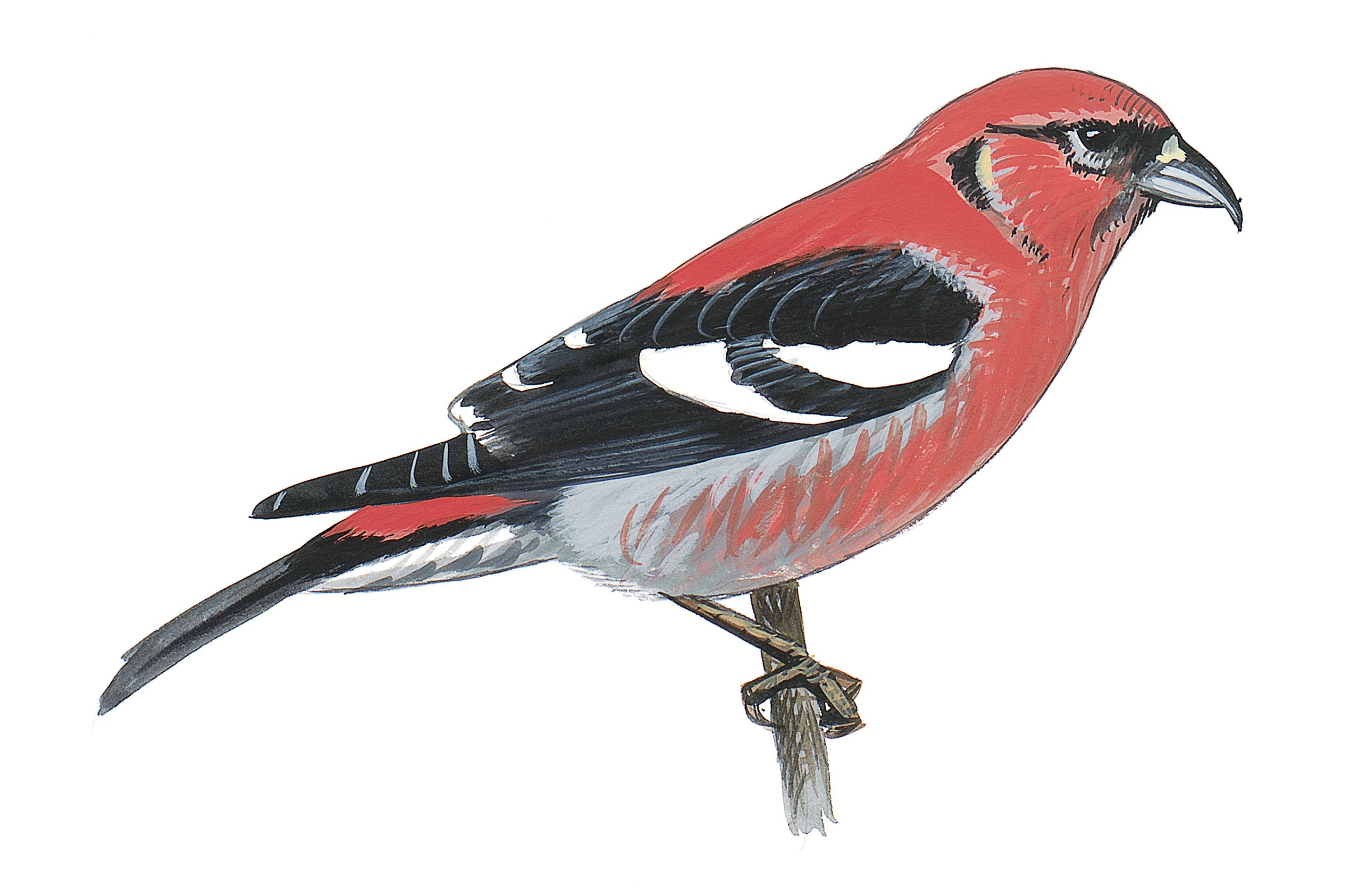 White-winged Crossbill