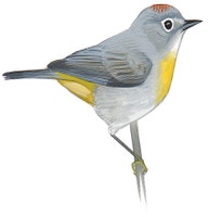 Virginia's Warbler