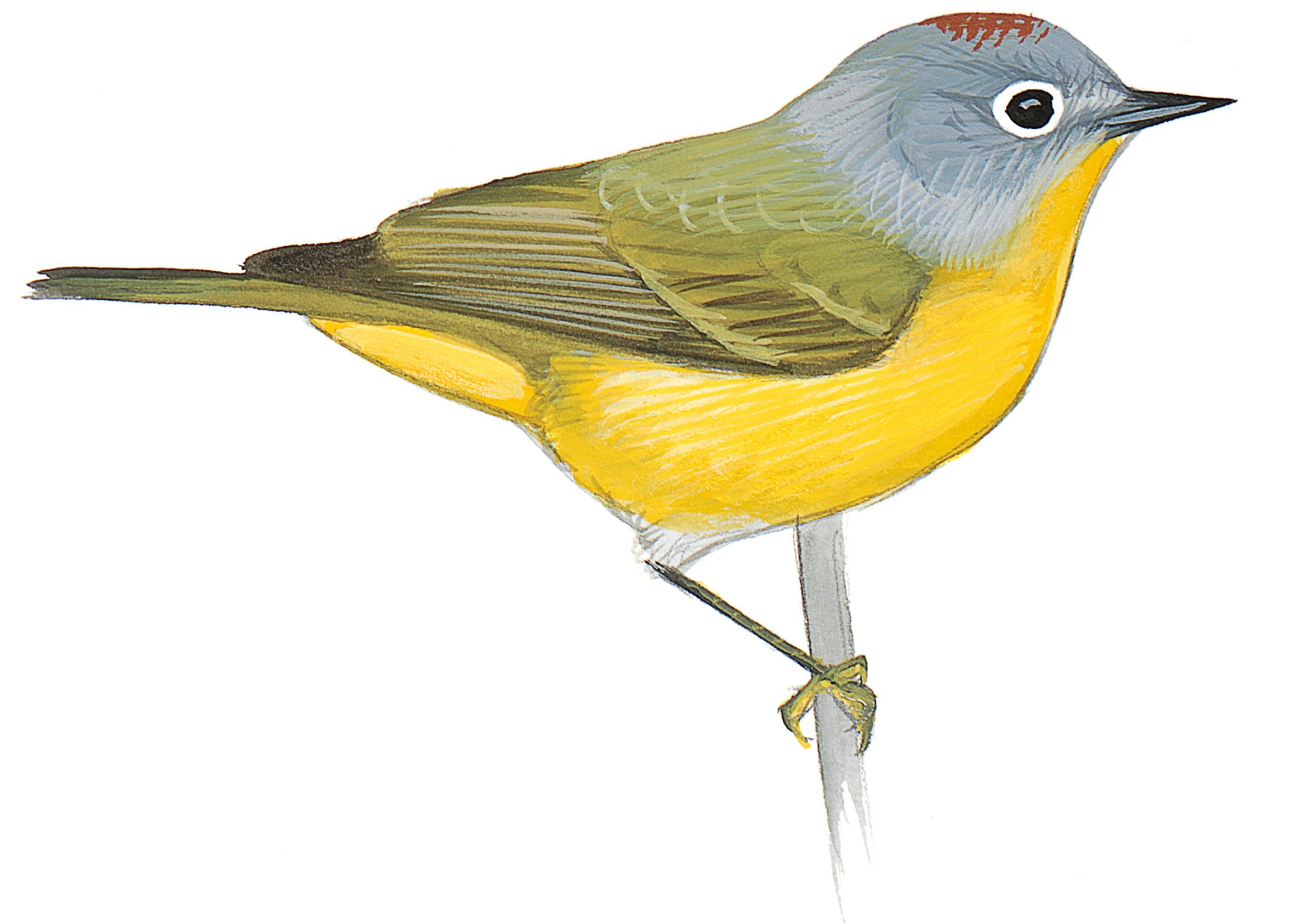 Chipe De Cabeza Gris