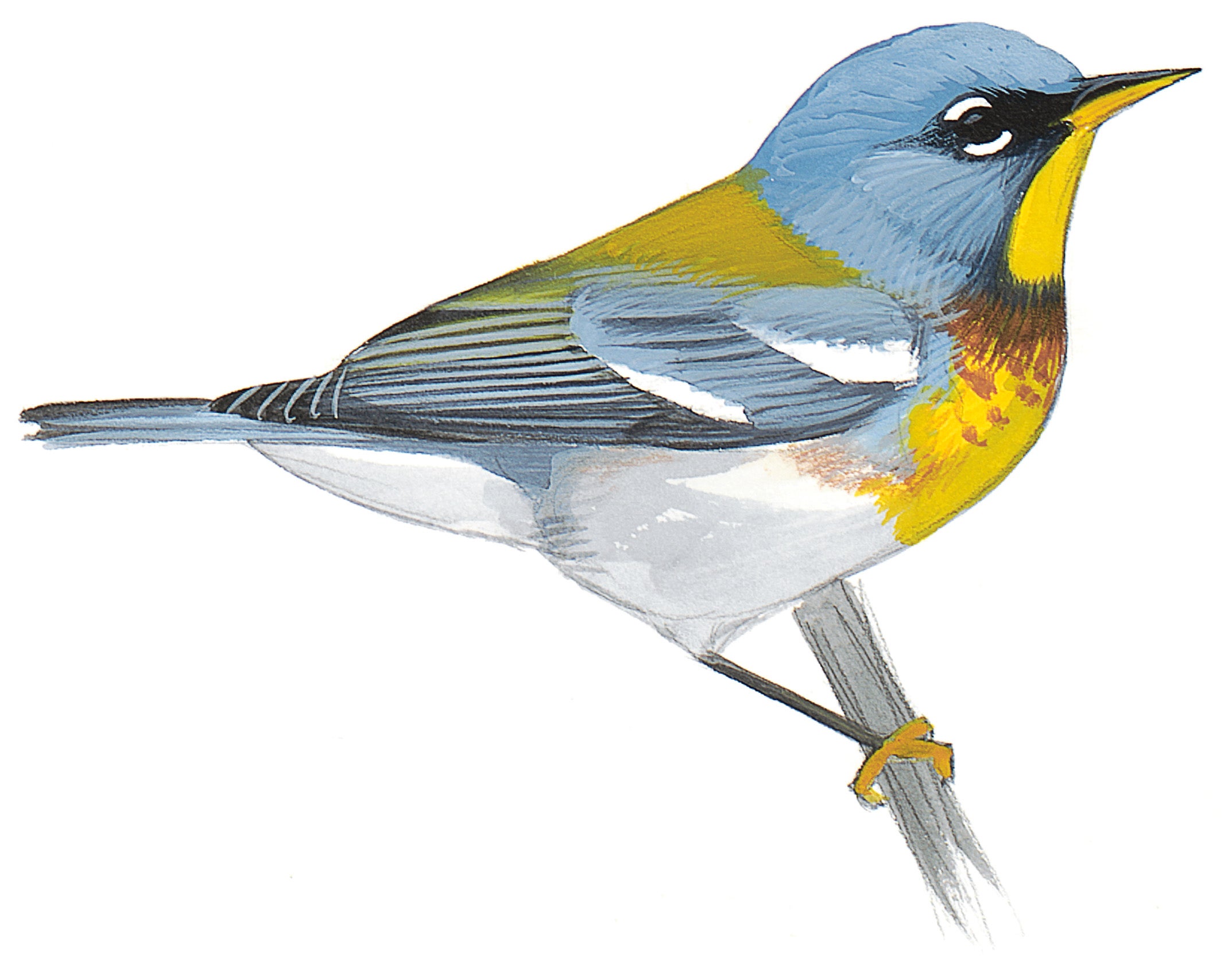 Northern Parula