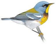 Northern Parula