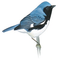 Black-throated Blue Warbler