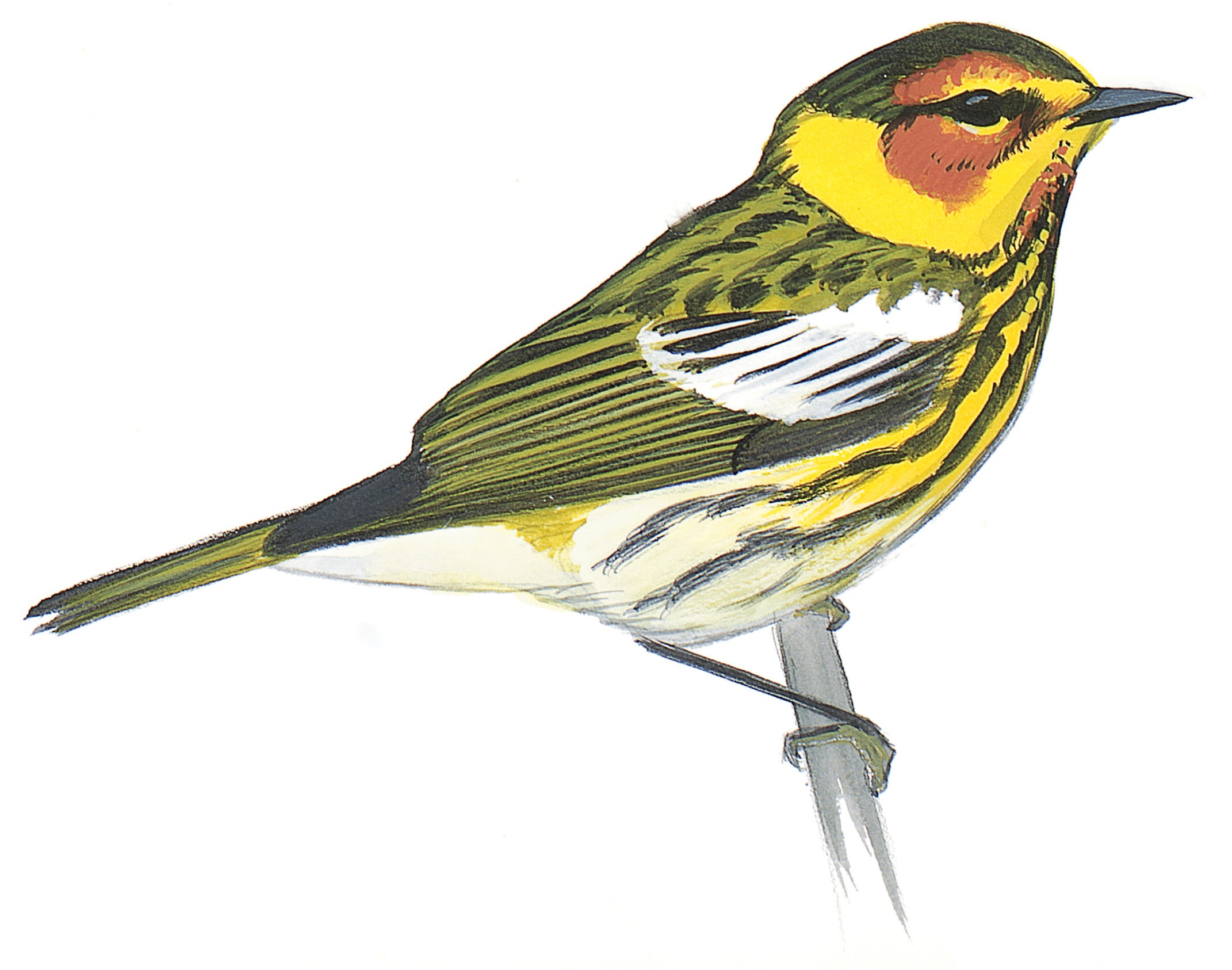 Cape May Warbler