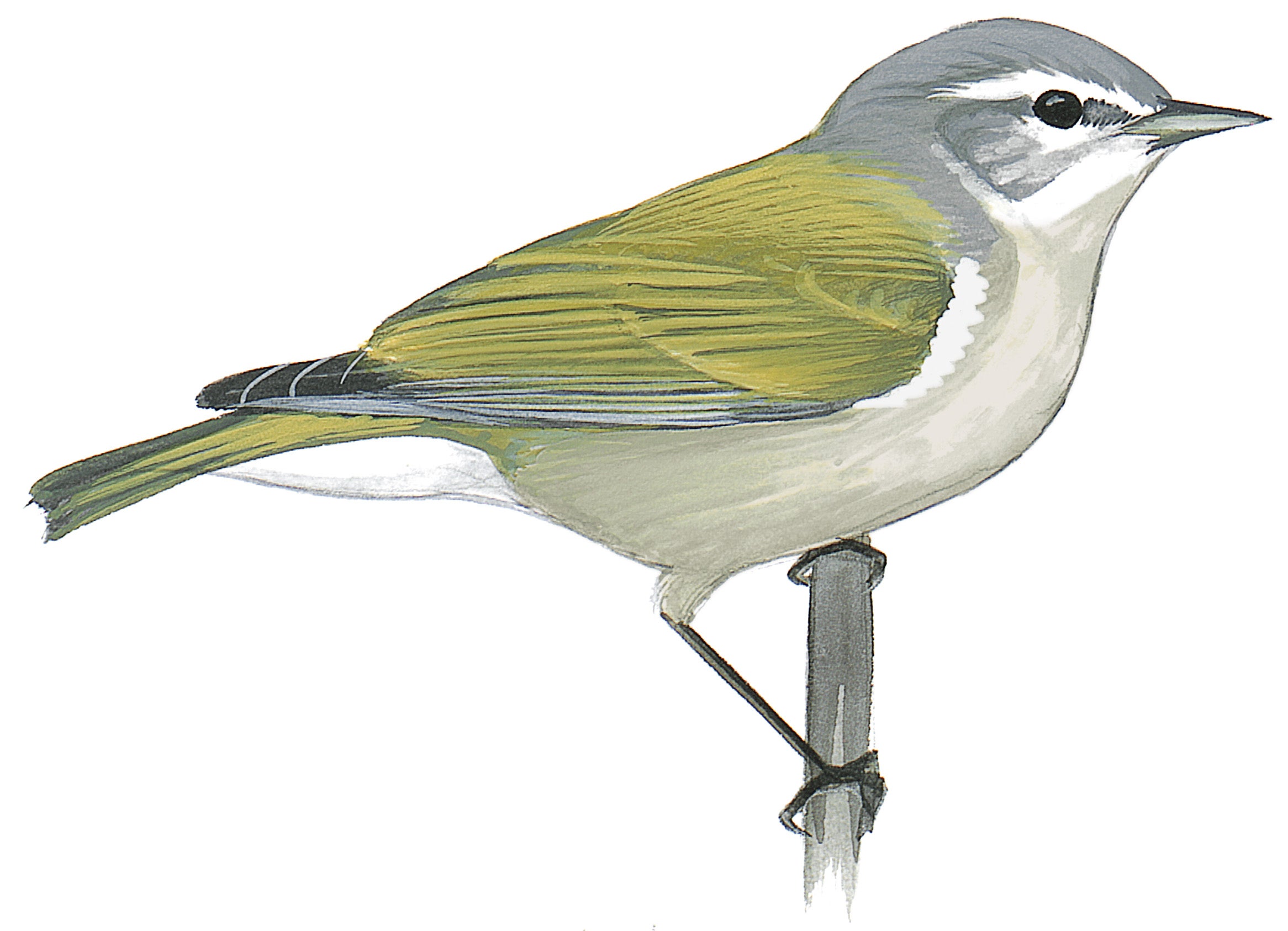 Chipe Peregrino
