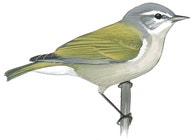 Tennessee Warbler