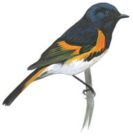 American Redstart