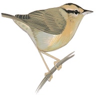 Worm-eating Warbler