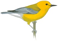 Prothonotary Warbler