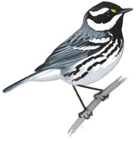 Black-throated Gray Warbler