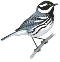 Black-throated Gray Warbler