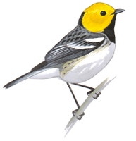Hermit Warbler