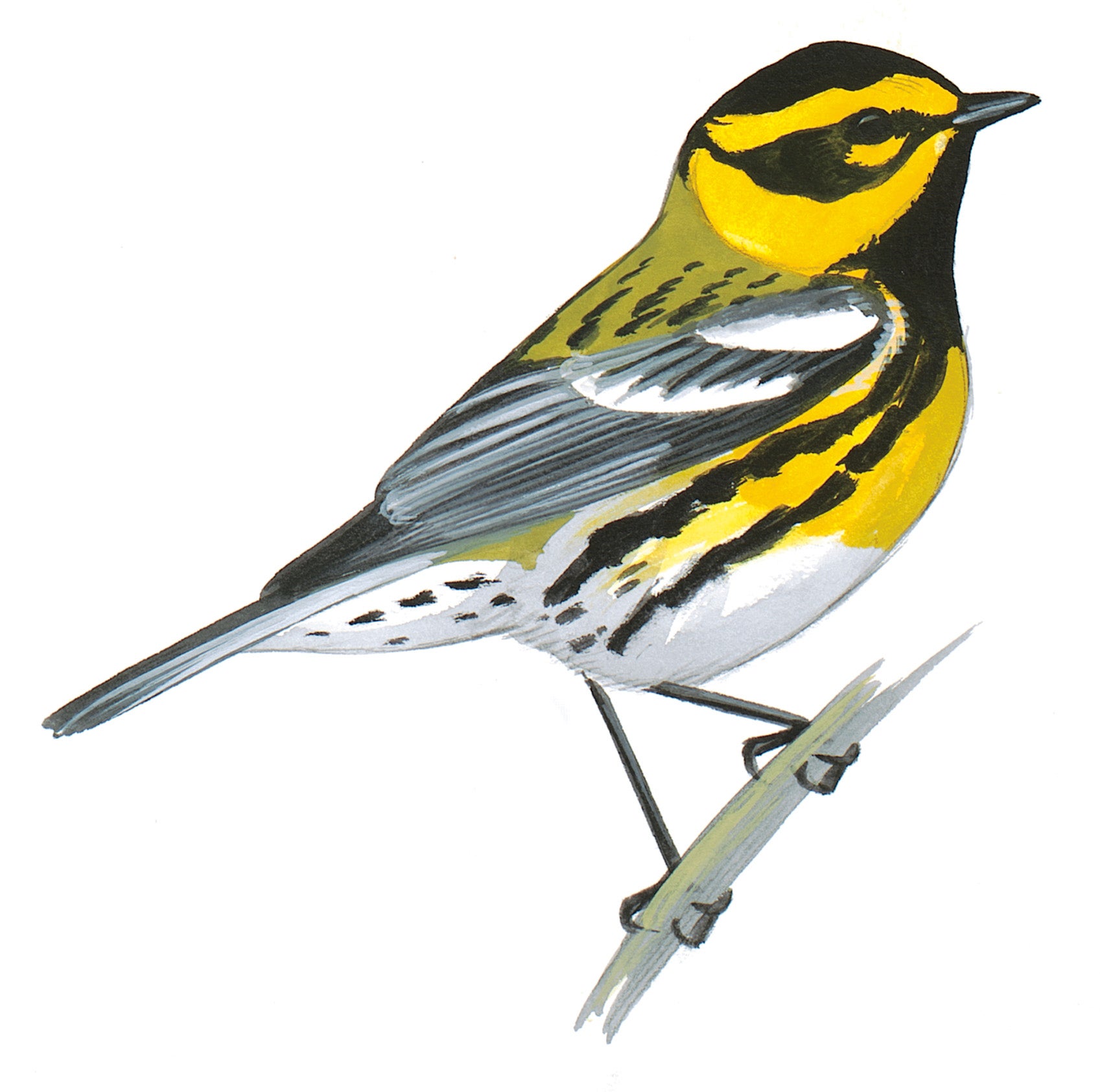 Townsend's Warbler