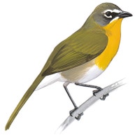 Yellow-breasted Chat