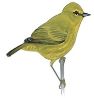 Orange-crowned Warbler