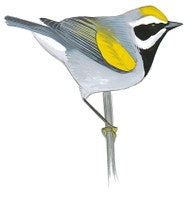 Golden-winged Warbler