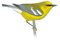 Blue-winged Warbler