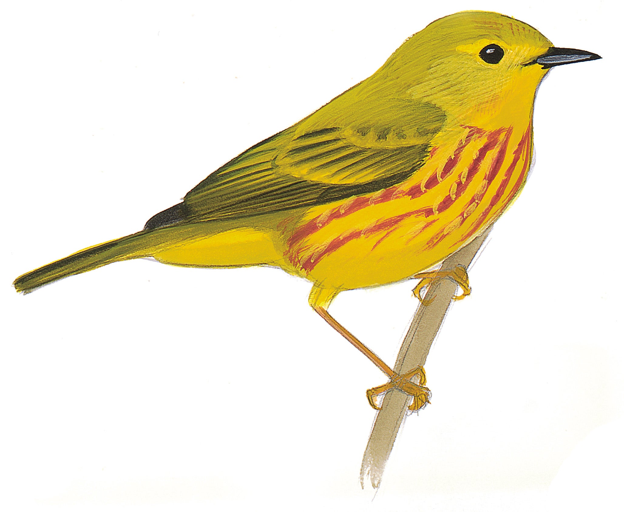 Yellow Warbler