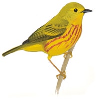 Yellow Warbler