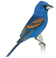 Blue Grosbeak