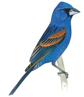 Blue Grosbeak