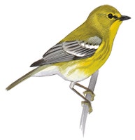 Pine Warbler