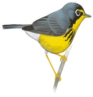 Canada Warbler