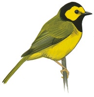 Hooded Warbler