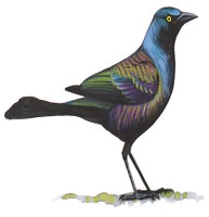 Common Grackle
