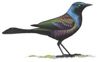 Common Grackle