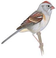 Field Sparrow