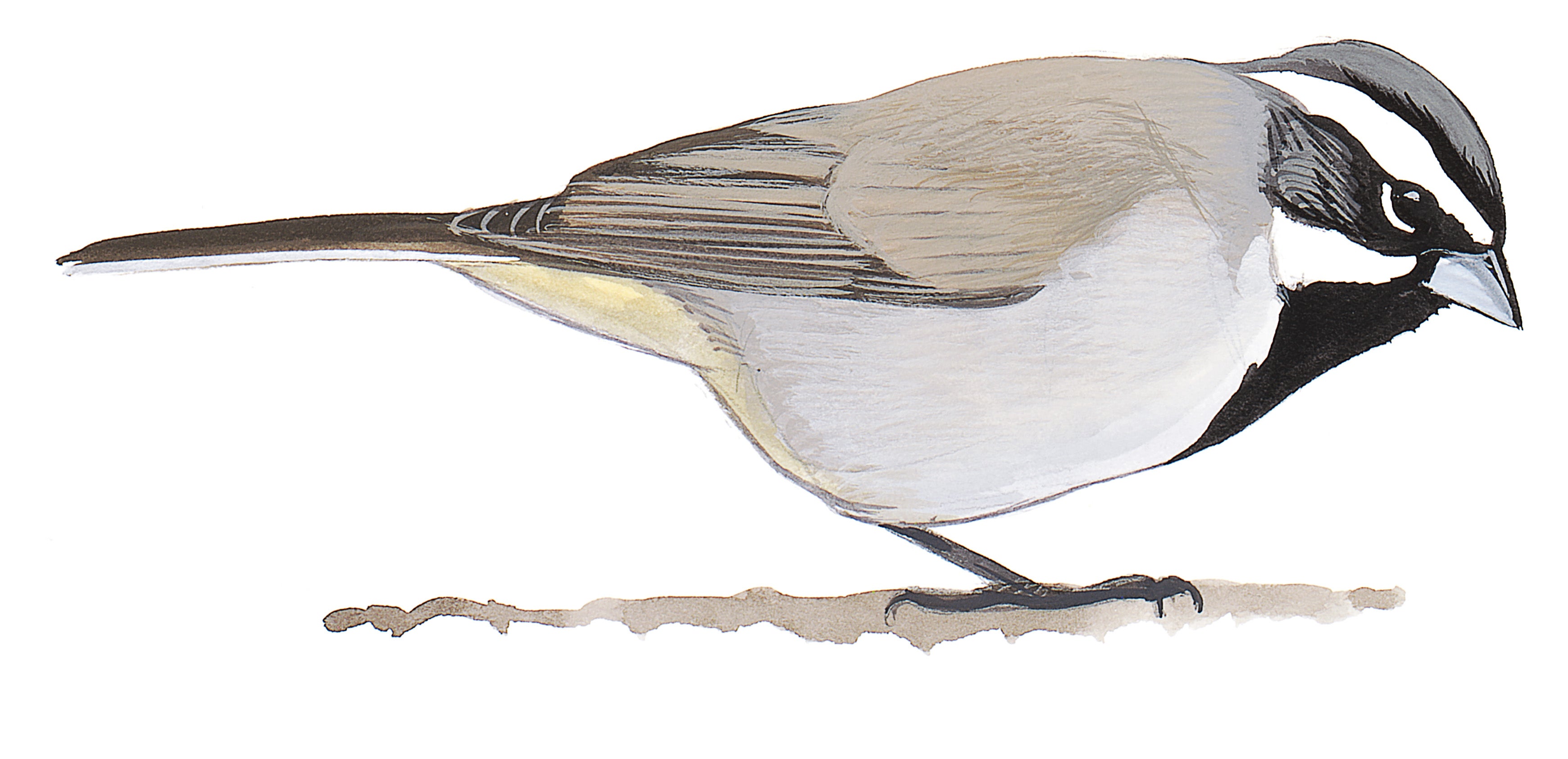 Black-throated Sparrow