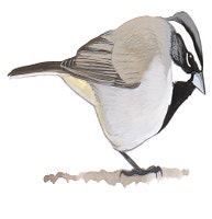 Black-throated Sparrow