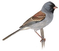 Gorrión Barba Negra