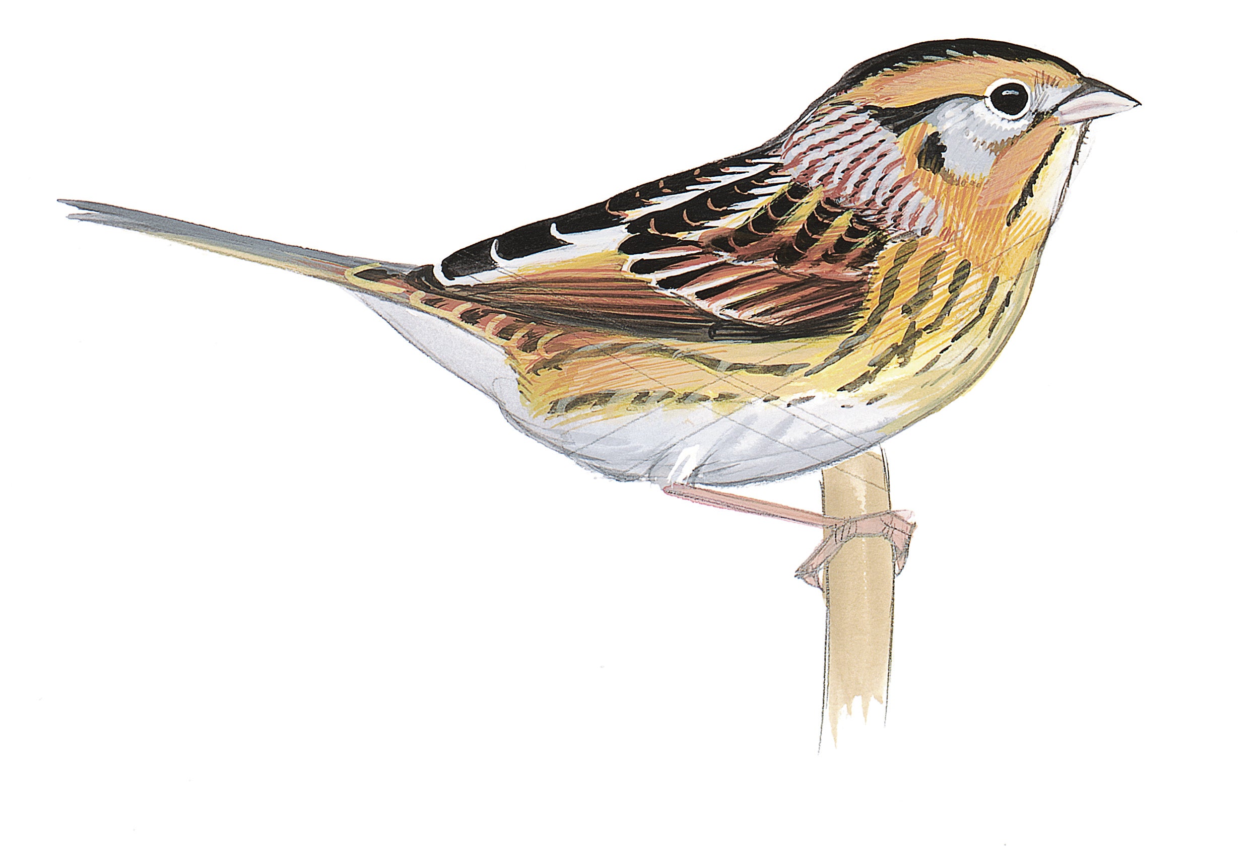 LeConte's Sparrow