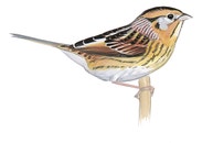 LeConte's Sparrow