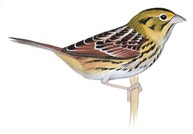 Henslow's Sparrow