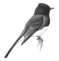 Black Phoebe