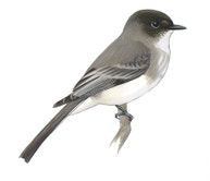 Eastern Phoebe