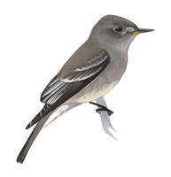 Western Wood-Pewee