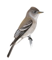 Eastern Wood-Pewee